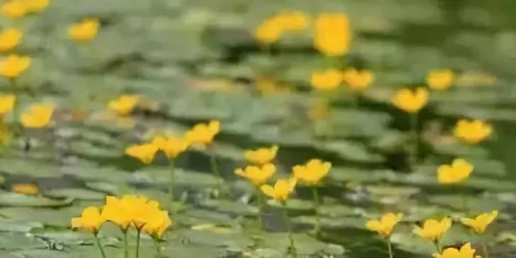 河道治理：水生植物的选择与种植