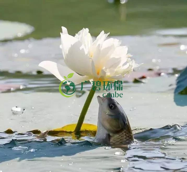 河道治理：水生植物的选择与种植(图1)