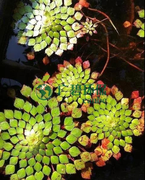 河道治理：水生植物的选择与种植(图2)