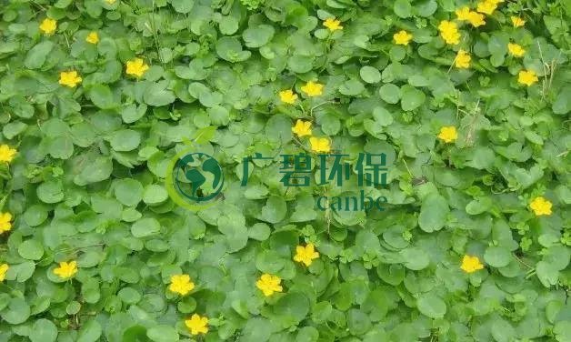 河道治理：水生植物的选择与种植(图3)