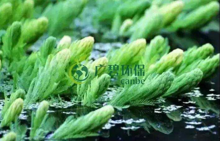 河道治理：水生植物的选择与种植(图4)