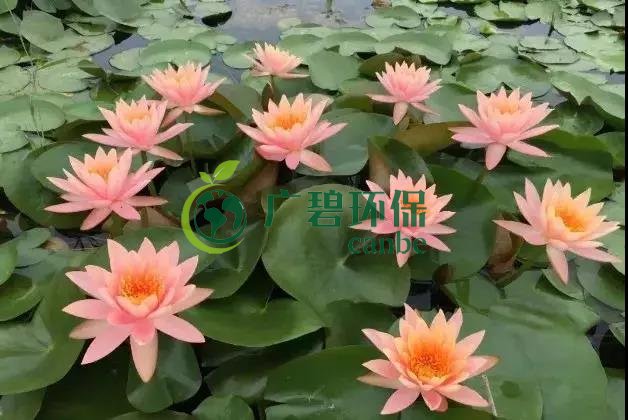 河道治理：水生植物的选择与种植(图5)