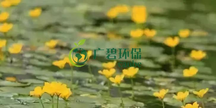 河道治理：水生植物的选择与种植(图6)